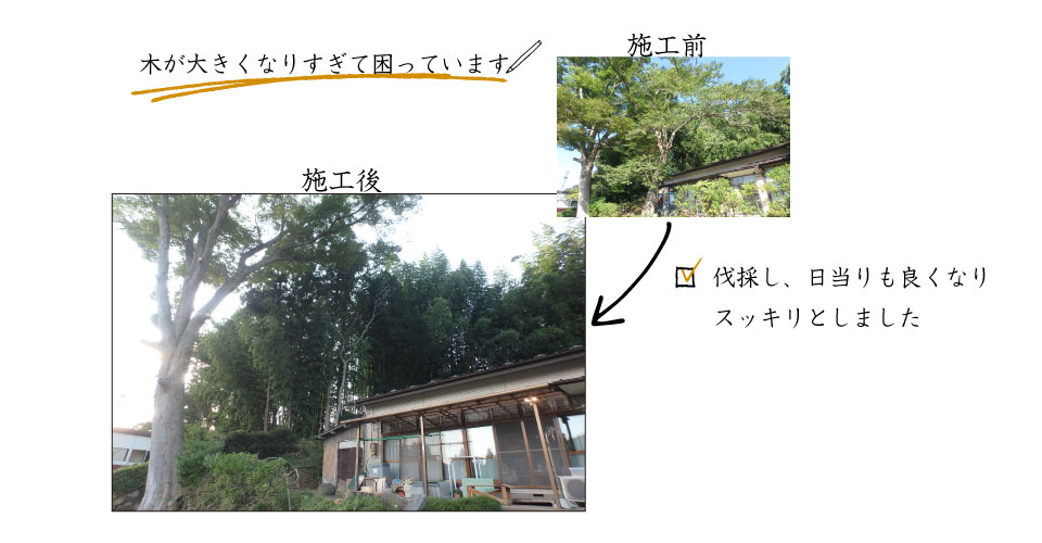 木が大きくなりすぎて困っています 木が大きくなりすぎて困っています